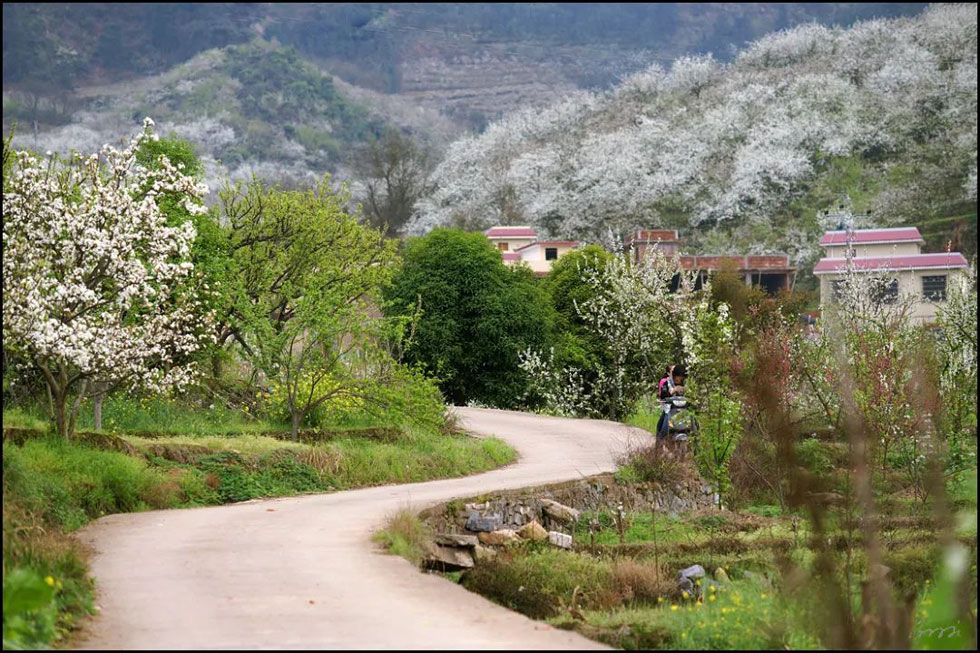 【春天，广西桂林灌阳县向您发出邀请！】我们在灌阳看梨花 - 游山玩水 - 银川生活社区 - 银川28生活网 yinchuan.28life.com