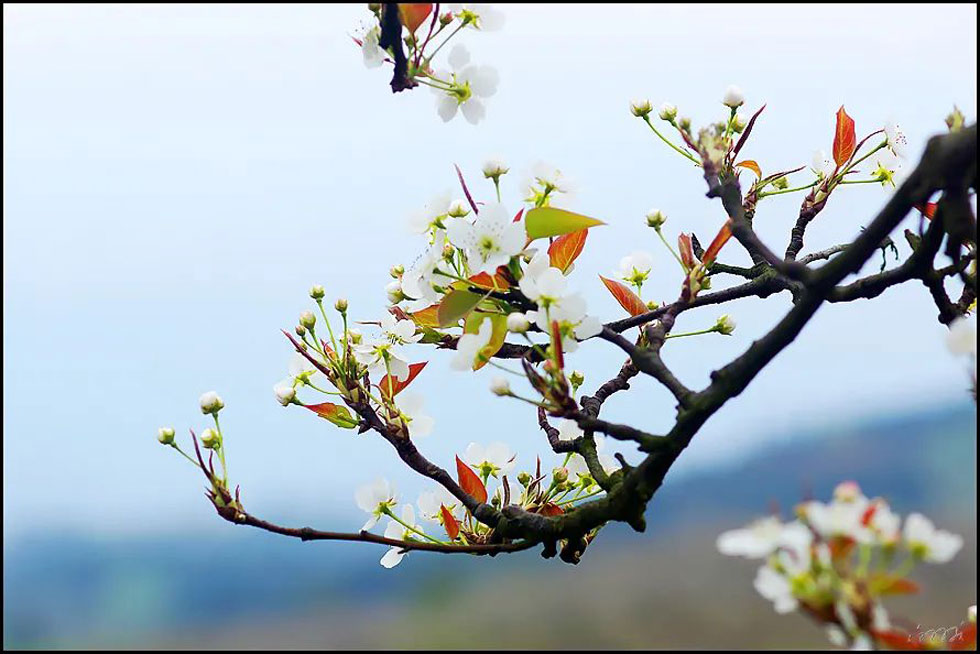 【春天，广西桂林灌阳县向您发出邀请！】我们在灌阳看梨花 - 游山玩水 - 银川生活社区 - 银川28生活网 yinchuan.28life.com