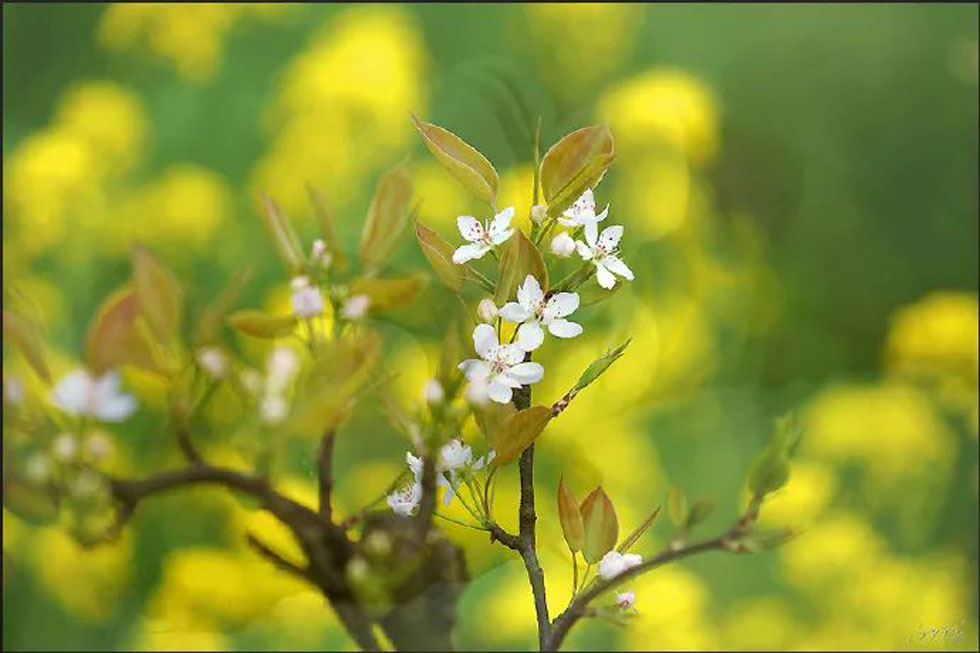 【春天，广西桂林灌阳县向您发出邀请！】我们在灌阳看梨花 - 游山玩水 - 银川生活社区 - 银川28生活网 yinchuan.28life.com