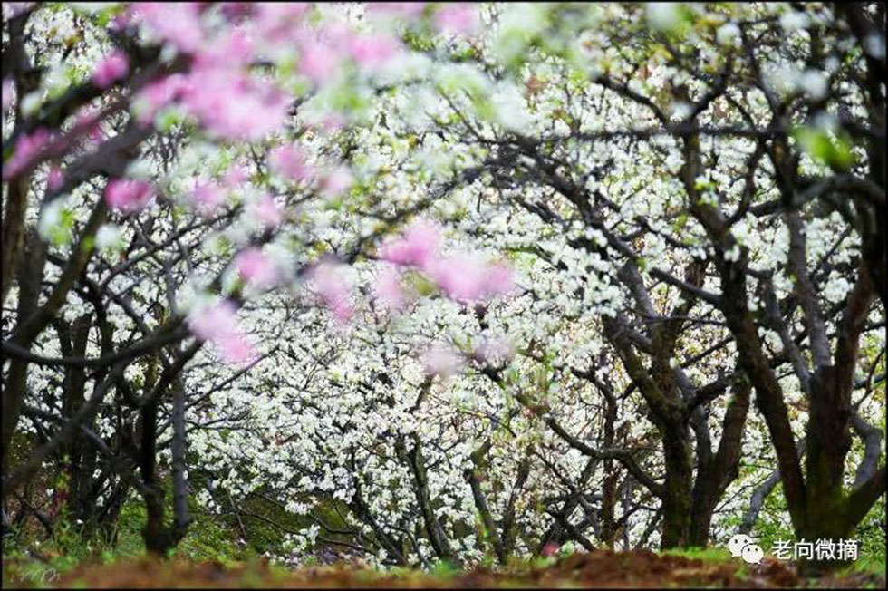 【春天，广西桂林灌阳县向您发出邀请！】我们在灌阳看梨花 - 游山玩水 - 银川生活社区 - 银川28生活网 yinchuan.28life.com