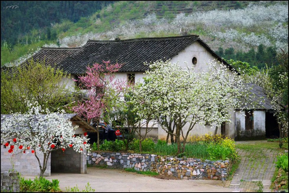 【春天，广西桂林灌阳县向您发出邀请！】我们在灌阳看梨花 - 游山玩水 - 银川生活社区 - 银川28生活网 yinchuan.28life.com