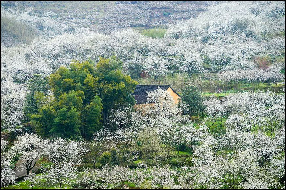 【春天，广西桂林灌阳县向您发出邀请！】我们在灌阳看梨花 - 游山玩水 - 银川生活社区 - 银川28生活网 yinchuan.28life.com