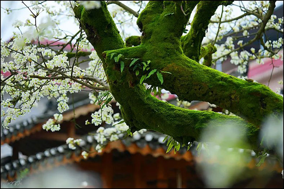 【春天，广西桂林灌阳县向您发出邀请！】我们在灌阳看梨花 - 游山玩水 - 银川生活社区 - 银川28生活网 yinchuan.28life.com