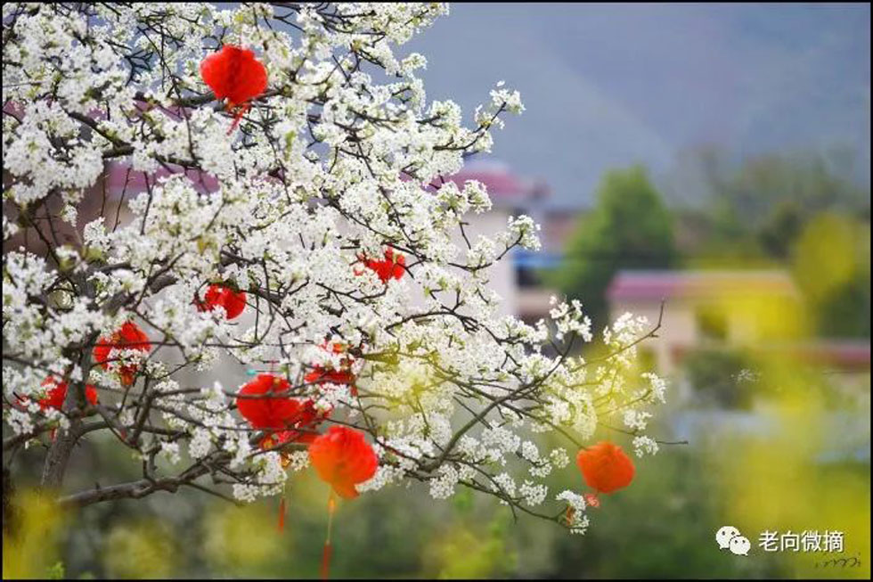 【春天，广西桂林灌阳县向您发出邀请！】我们在灌阳看梨花 - 游山玩水 - 银川生活社区 - 银川28生活网 yinchuan.28life.com
