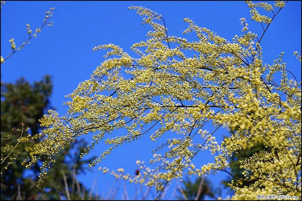 【春天,广西桂林灌阳县向您发出邀请!】米珠山前有片山苍子花在飘香 - 游山玩水 - 银川生活社区 - 银川28生活网 yinchuan.28life.com