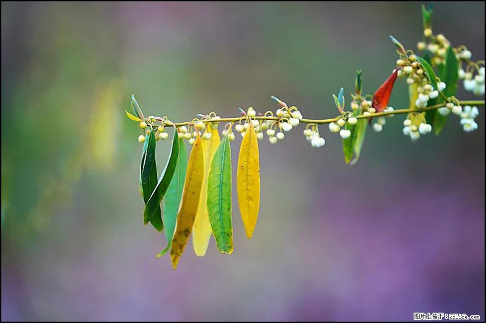 【春天,广西桂林灌阳县向您发出邀请!】米珠山前有片山苍子花在飘香 - 游山玩水 - 银川生活社区 - 银川28生活网 yinchuan.28life.com