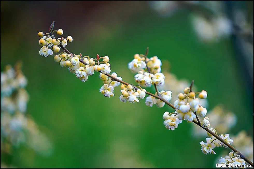 【春天,广西桂林灌阳县向您发出邀请!】米珠山前有片山苍子花在飘香 - 游山玩水 - 银川生活社区 - 银川28生活网 yinchuan.28life.com