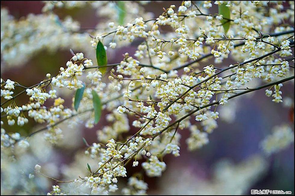 【春天,广西桂林灌阳县向您发出邀请!】米珠山前有片山苍子花在飘香 - 游山玩水 - 银川生活社区 - 银川28生活网 yinchuan.28life.com