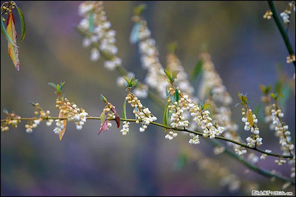 【春天,广西桂林灌阳县向您发出邀请!】米珠山前有片山苍子花在飘香 - 游山玩水 - 银川生活社区 - 银川28生活网 yinchuan.28life.com