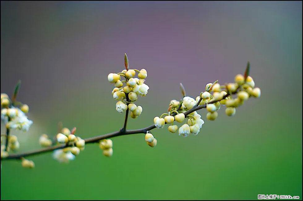 【春天,广西桂林灌阳县向您发出邀请!】米珠山前有片山苍子花在飘香 - 游山玩水 - 银川生活社区 - 银川28生活网 yinchuan.28life.com