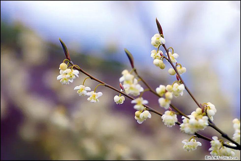 【春天,广西桂林灌阳县向您发出邀请!】米珠山前有片山苍子花在飘香 - 游山玩水 - 银川生活社区 - 银川28生活网 yinchuan.28life.com