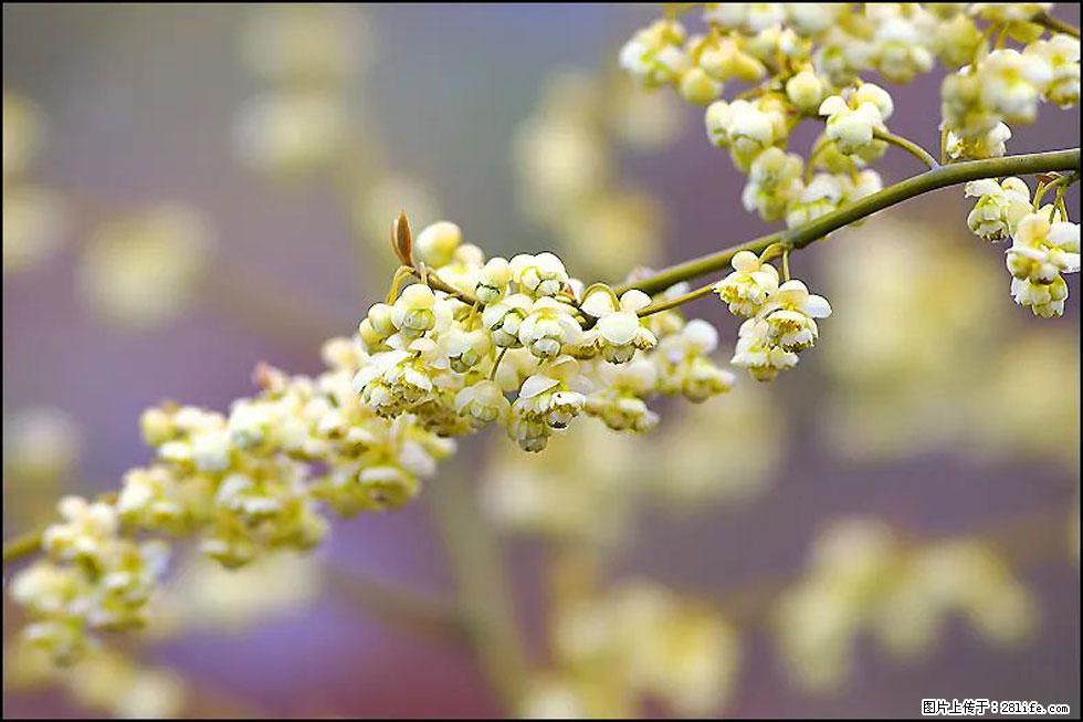 【春天,广西桂林灌阳县向您发出邀请!】米珠山前有片山苍子花在飘香 - 游山玩水 - 银川生活社区 - 银川28生活网 yinchuan.28life.com