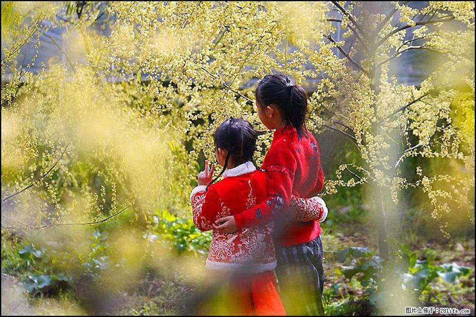 【春天,广西桂林灌阳县向您发出邀请!】米珠山前有片山苍子花在飘香 - 游山玩水 - 银川生活社区 - 银川28生活网 yinchuan.28life.com