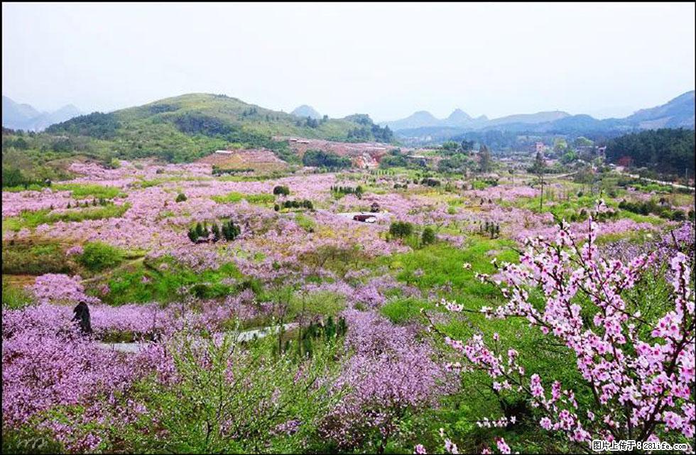 【春天,广西桂林灌阳县向您发出邀请!】官庄村有个醉美的桃花园 - 游山玩水 - 银川生活社区 - 银川28生活网 yinchuan.28life.com