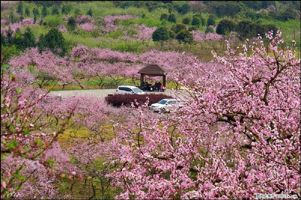 【春天,广西桂林灌阳县向您发出邀请!】官庄村有个醉美的桃花园 - 游山玩水 - 银川生活社区 - 银川28生活网 yinchuan.28life.com