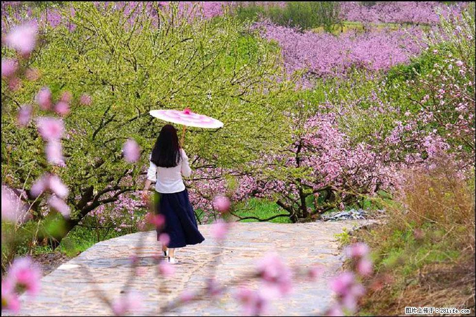 【春天,广西桂林灌阳县向您发出邀请!】官庄村有个醉美的桃花园 - 游山玩水 - 银川生活社区 - 银川28生活网 yinchuan.28life.com