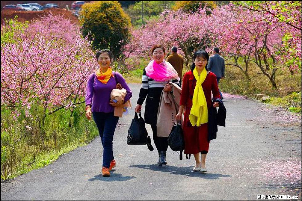 【春天,广西桂林灌阳县向您发出邀请!】官庄村有个醉美的桃花园 - 游山玩水 - 银川生活社区 - 银川28生活网 yinchuan.28life.com
