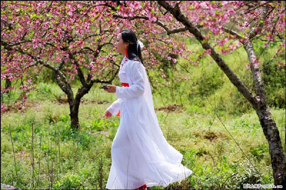 【春天,广西桂林灌阳县向您发出邀请!】官庄村有个醉美的桃花园 - 游山玩水 - 银川生活社区 - 银川28生活网 yinchuan.28life.com