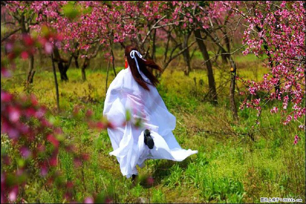 【春天,广西桂林灌阳县向您发出邀请!】官庄村有个醉美的桃花园 - 游山玩水 - 银川生活社区 - 银川28生活网 yinchuan.28life.com