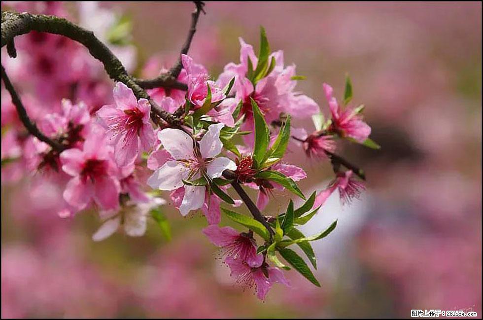 【春天,广西桂林灌阳县向您发出邀请!】官庄村有个醉美的桃花园 - 游山玩水 - 银川生活社区 - 银川28生活网 yinchuan.28life.com