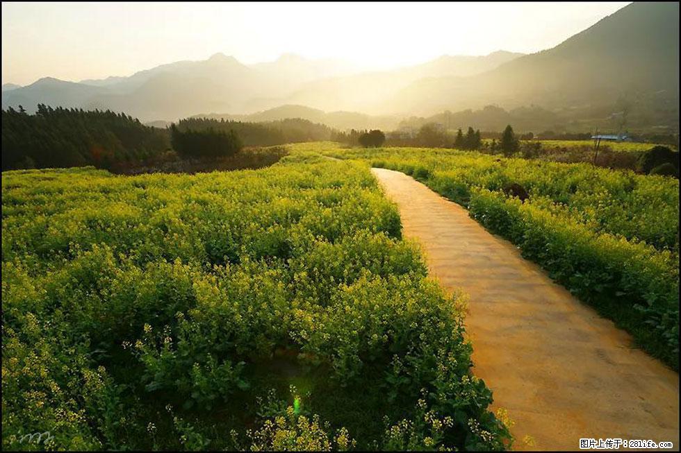 【春天，广西桂林灌阳县向您发出邀请！】长坪村油菜盛情花开 - 游山玩水 - 银川生活社区 - 银川28生活网 yinchuan.28life.com