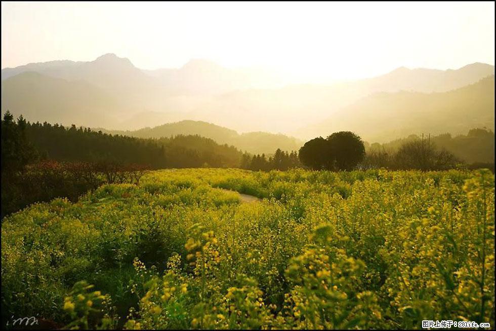 【春天，广西桂林灌阳县向您发出邀请！】长坪村油菜盛情花开 - 游山玩水 - 银川生活社区 - 银川28生活网 yinchuan.28life.com