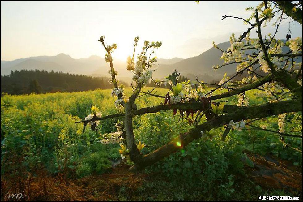 【春天，广西桂林灌阳县向您发出邀请！】长坪村油菜盛情花开 - 游山玩水 - 银川生活社区 - 银川28生活网 yinchuan.28life.com