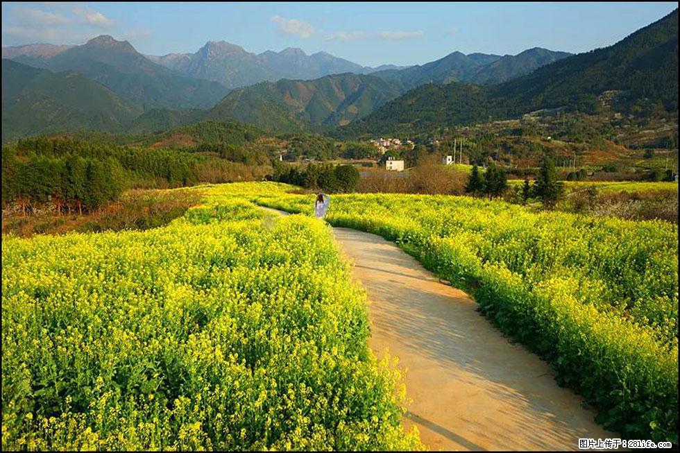 【春天，广西桂林灌阳县向您发出邀请！】长坪村油菜盛情花开 - 游山玩水 - 银川生活社区 - 银川28生活网 yinchuan.28life.com