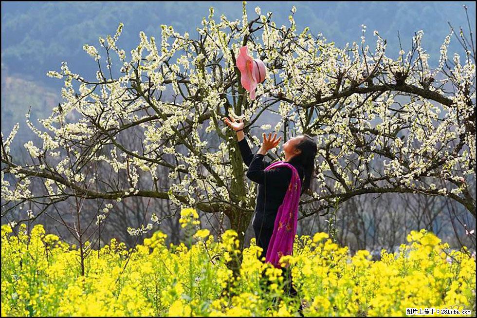 【春天，广西桂林灌阳县向您发出邀请！】长坪村油菜盛情花开 - 游山玩水 - 银川生活社区 - 银川28生活网 yinchuan.28life.com