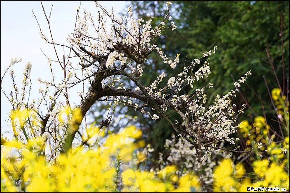 【春天，广西桂林灌阳县向您发出邀请！】长坪村油菜盛情花开 - 游山玩水 - 银川生活社区 - 银川28生活网 yinchuan.28life.com