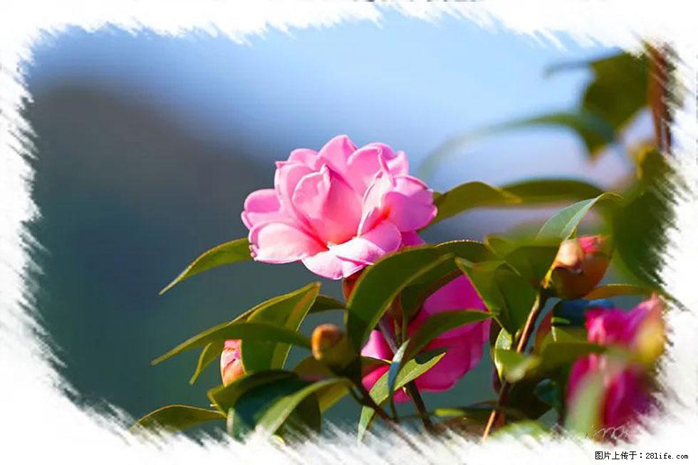 【春天，广西桂林灌阳县向您发出邀请！】杨柳井茶花惹人爱 - 游山玩水 - 银川生活社区 - 银川28生活网 yinchuan.28life.com