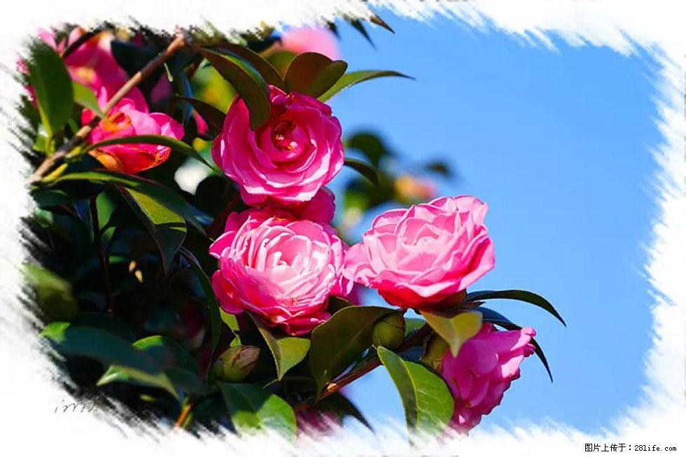 【春天，广西桂林灌阳县向您发出邀请！】杨柳井茶花惹人爱 - 游山玩水 - 银川生活社区 - 银川28生活网 yinchuan.28life.com