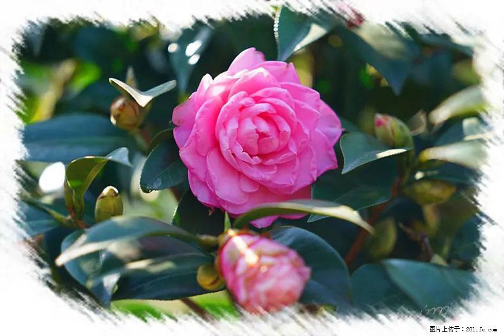 【春天，广西桂林灌阳县向您发出邀请！】杨柳井茶花惹人爱 - 游山玩水 - 银川生活社区 - 银川28生活网 yinchuan.28life.com