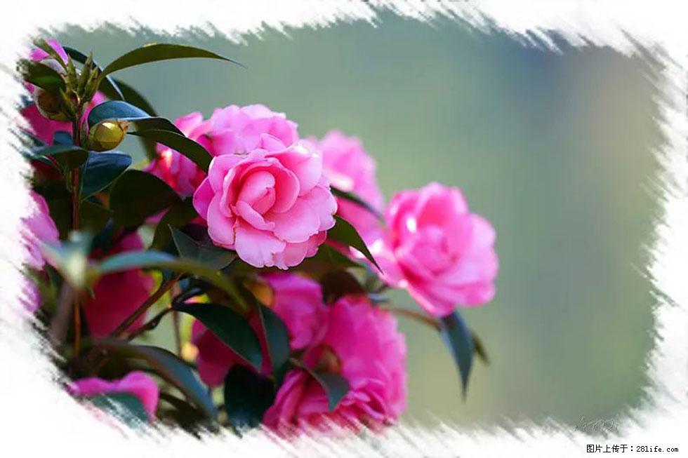 【春天，广西桂林灌阳县向您发出邀请！】杨柳井茶花惹人爱 - 游山玩水 - 银川生活社区 - 银川28生活网 yinchuan.28life.com