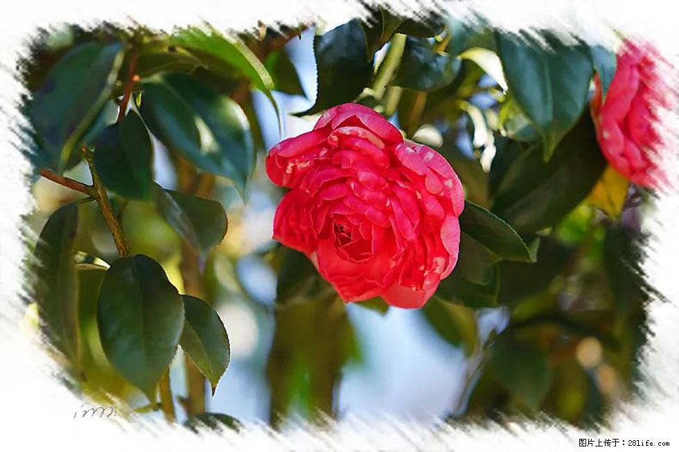 【春天，广西桂林灌阳县向您发出邀请！】杨柳井茶花惹人爱 - 游山玩水 - 银川生活社区 - 银川28生活网 yinchuan.28life.com