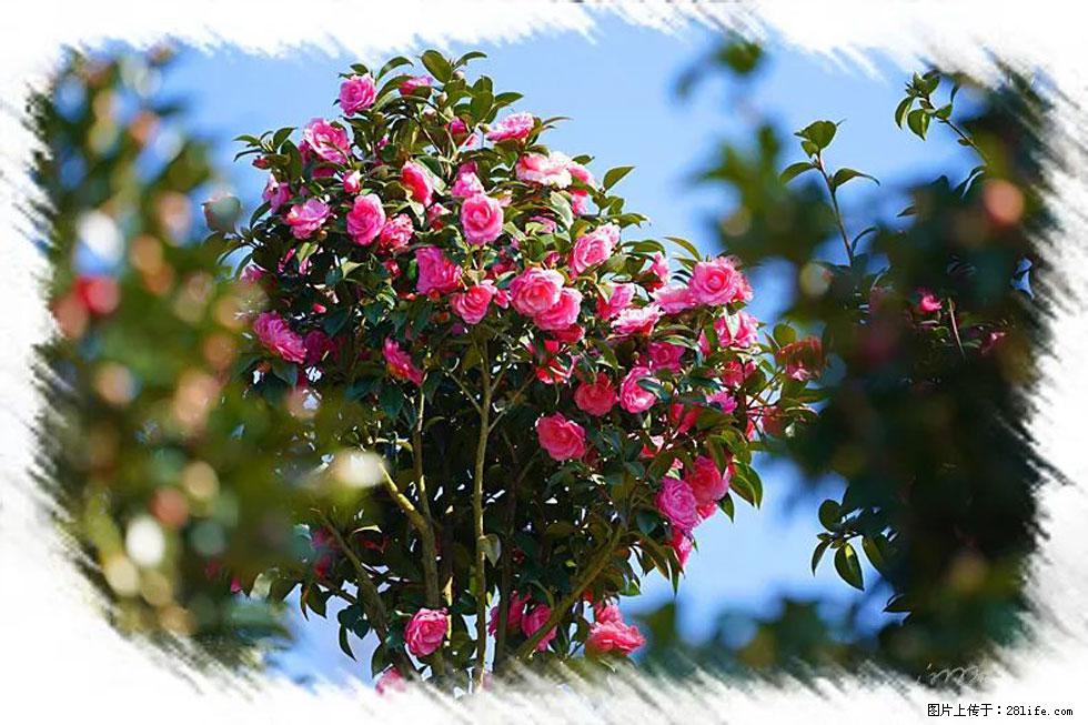 【春天，广西桂林灌阳县向您发出邀请！】杨柳井茶花惹人爱 - 游山玩水 - 银川生活社区 - 银川28生活网 yinchuan.28life.com