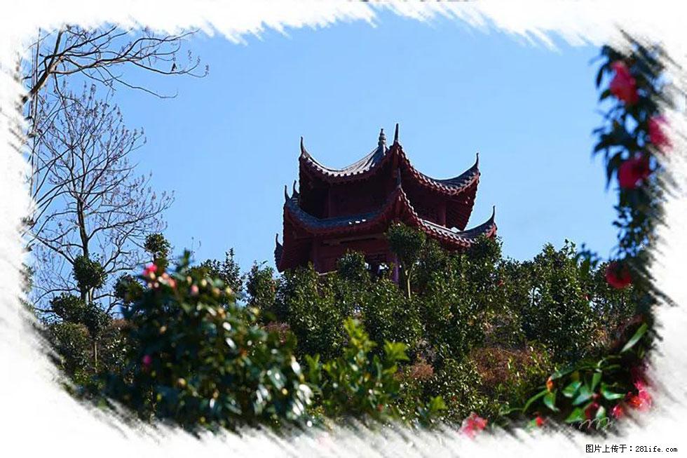 【春天，广西桂林灌阳县向您发出邀请！】杨柳井茶花惹人爱 - 游山玩水 - 银川生活社区 - 银川28生活网 yinchuan.28life.com