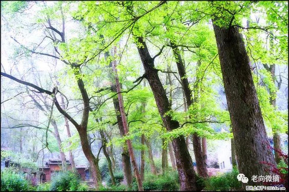 【春天，广西桂林灌阳县向您发出邀请！】在小龙村与春天约会 - 游山玩水 - 银川生活社区 - 银川28生活网 yinchuan.28life.com