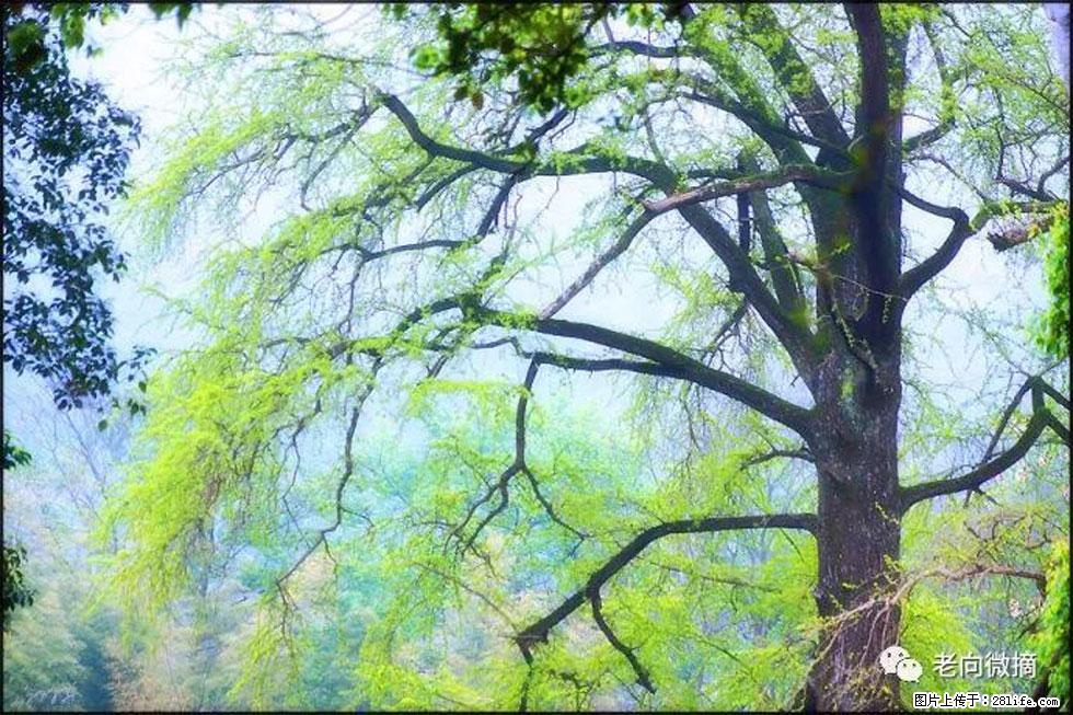 【春天，广西桂林灌阳县向您发出邀请！】在小龙村与春天约会 - 游山玩水 - 银川生活社区 - 银川28生活网 yinchuan.28life.com