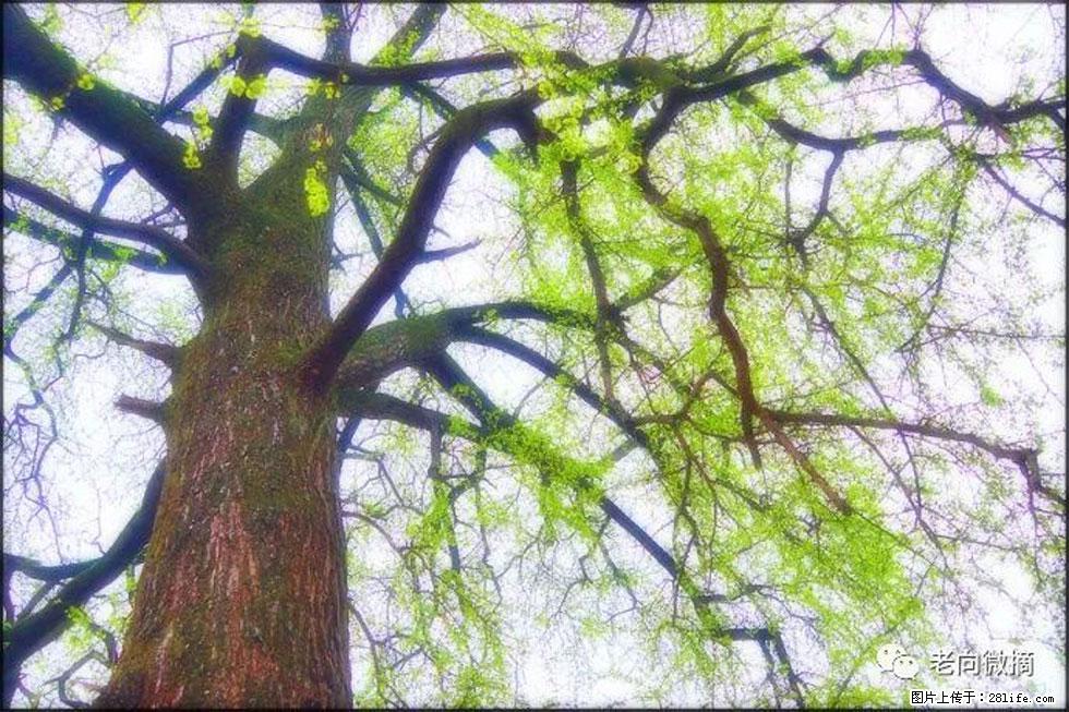 【春天，广西桂林灌阳县向您发出邀请！】在小龙村与春天约会 - 游山玩水 - 银川生活社区 - 银川28生活网 yinchuan.28life.com