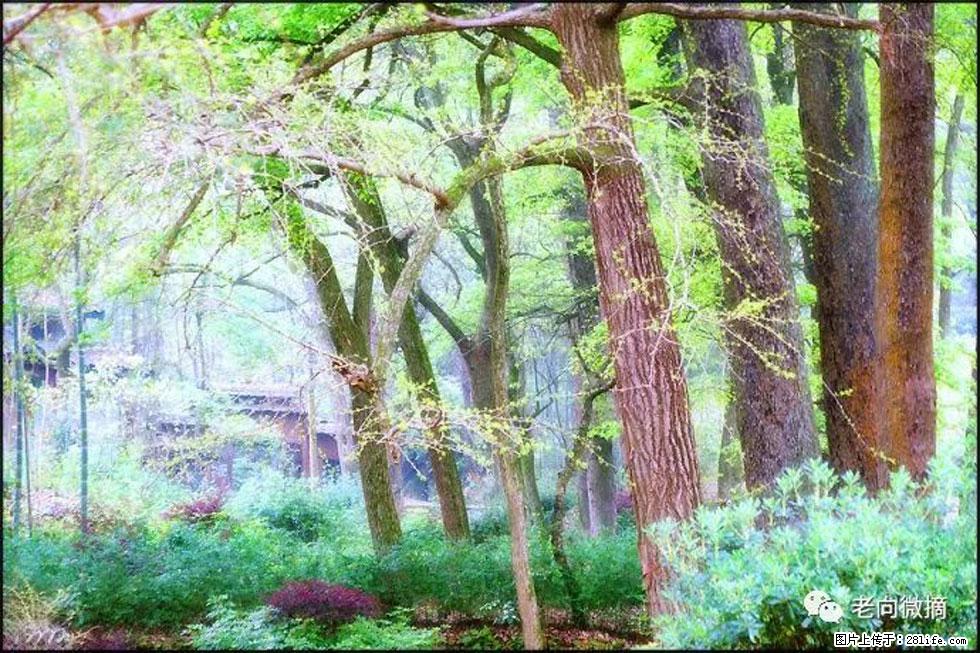 【春天，广西桂林灌阳县向您发出邀请！】在小龙村与春天约会 - 游山玩水 - 银川生活社区 - 银川28生活网 yinchuan.28life.com