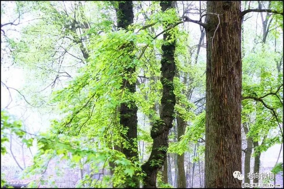 【春天，广西桂林灌阳县向您发出邀请！】在小龙村与春天约会 - 游山玩水 - 银川生活社区 - 银川28生活网 yinchuan.28life.com