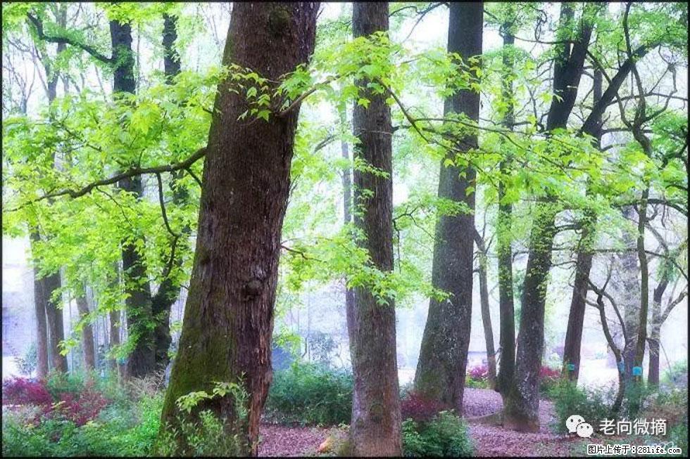 【春天，广西桂林灌阳县向您发出邀请！】在小龙村与春天约会 - 游山玩水 - 银川生活社区 - 银川28生活网 yinchuan.28life.com