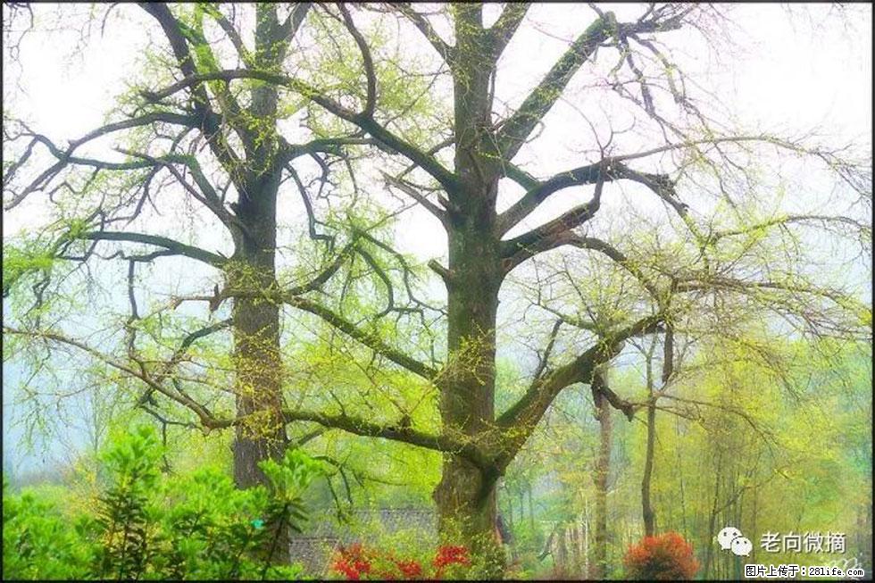 【春天，广西桂林灌阳县向您发出邀请！】在小龙村与春天约会 - 游山玩水 - 银川生活社区 - 银川28生活网 yinchuan.28life.com