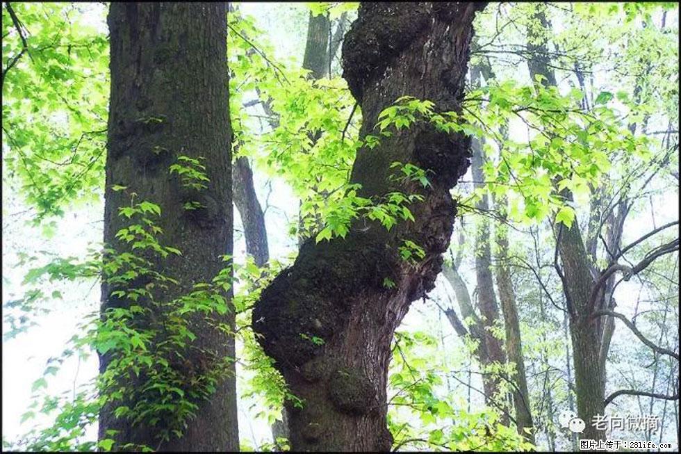 【春天，广西桂林灌阳县向您发出邀请！】在小龙村与春天约会 - 游山玩水 - 银川生活社区 - 银川28生活网 yinchuan.28life.com