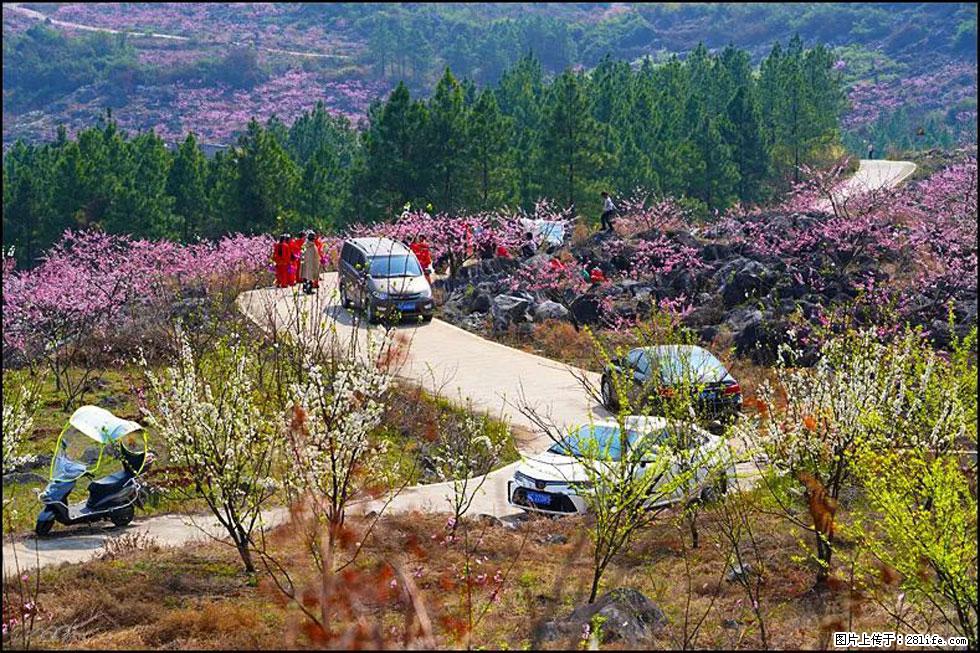 【春天，广西桂林灌阳县向您发出邀请！】望月岭上桃花开 - 游山玩水 - 银川生活社区 - 银川28生活网 yinchuan.28life.com