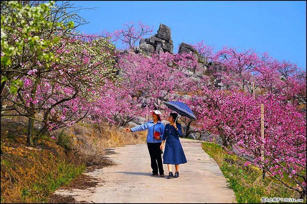 【春天，广西桂林灌阳县向您发出邀请！】望月岭上桃花开 - 游山玩水 - 银川生活社区 - 银川28生活网 yinchuan.28life.com