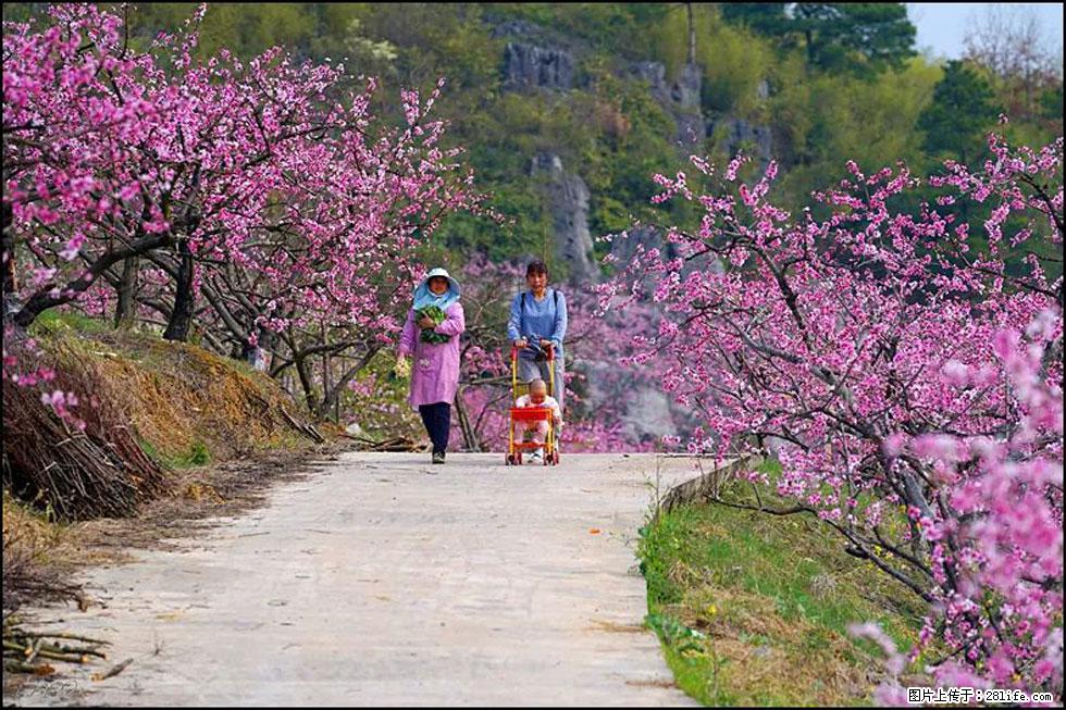 【春天，广西桂林灌阳县向您发出邀请！】望月岭上桃花开 - 游山玩水 - 银川生活社区 - 银川28生活网 yinchuan.28life.com