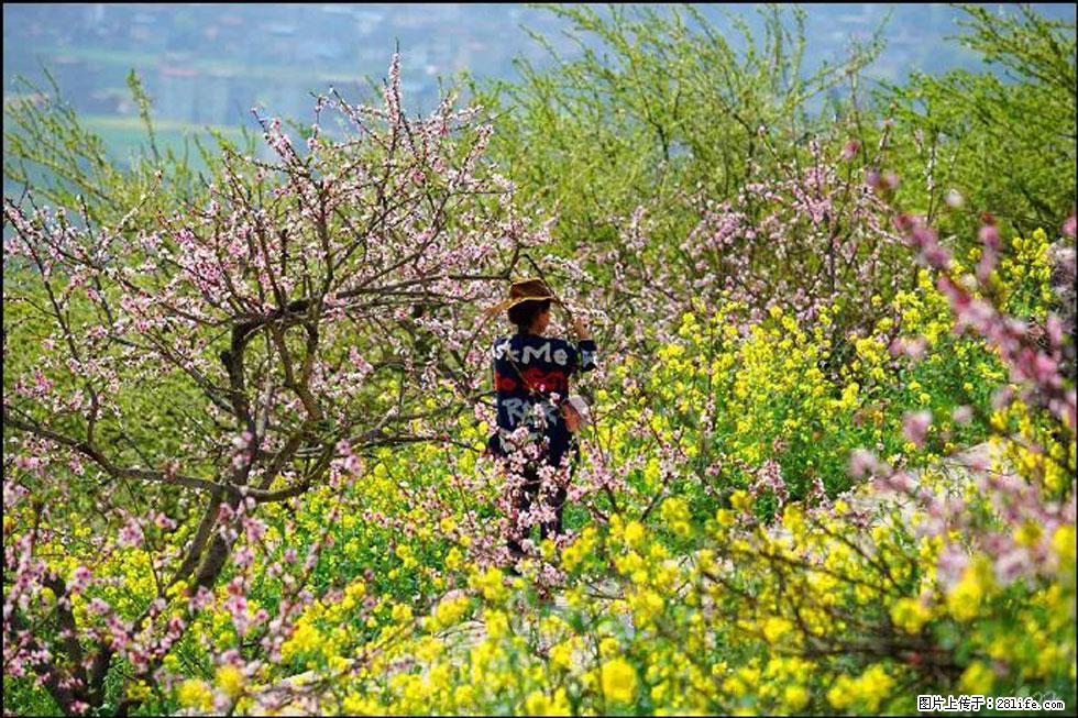 【春天，广西桂林灌阳县向您发出邀请！】望月岭上桃花开 - 游山玩水 - 银川生活社区 - 银川28生活网 yinchuan.28life.com