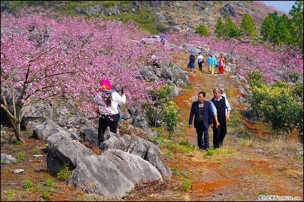 【春天，广西桂林灌阳县向您发出邀请！】望月岭上桃花开 - 游山玩水 - 银川生活社区 - 银川28生活网 yinchuan.28life.com